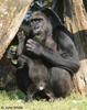 Baby Western Lowland Gorilla (Gorilla gorilla gorilla)001