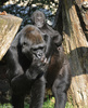 Baby Western Lowland Gorilla (Gorilla gorilla gorilla)002