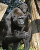 Baby Western Lowland Gorilla (Gorilla gorilla gorilla)003