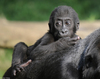 Baby Western Lowland Gorilla (Gorilla gorilla gorilla)004