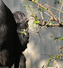 Baby Western Lowland Gorilla (Gorilla gorilla gorilla)005