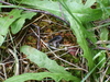 Baby Common(Vivipouros) Lizard