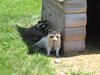 Adorable Racoon's
