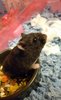 Campbell's Russian dwarf hamster (Phodopus campbelli)