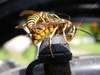 Wasps in courtship (pre shag!)