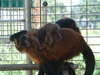 Twin baby Capuchin Monkeys for sale