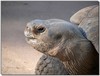 galapagos tortoise 1