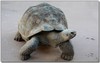 galapagos tortoise 3