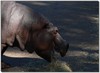hippopotamus 2