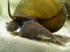 dutch snails: viviparus lacustris