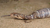 Elaphe schrenckii 구렁이 Rat Snake