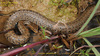 Elaphe rufodorsata  무자치 Frog-eating Rat Snake