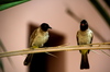 Beautiful photos of a loving birds arguing
