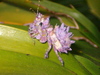 Immature Spiny Flower Mantis from South Africa