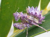 Immature Spiny Flower Mantis from South Africa