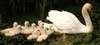 Jungle Animals: Mute Swan