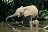 Jungle Animals: African Elephant