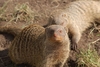 Jungle Animals: Banded Mongoose