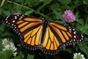 Jungle Animals: Butterfly