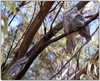Frogmouth family