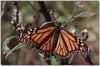 Monarch of the glen? -- Wanderer butterfly - Danaus plexippus