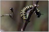 Monarch caterpillar 1 -- Wanderer butterfly - Danaus plexippus