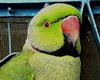 birds - rose-ringed parakeet (Psittacula krameri)
