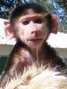 Baby-boy Gibbon