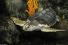 Loggerhead Sea Turtle (Caretta caretta)700