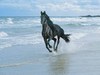 black horse on the beach