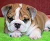 Home Needed For Two Healthy English Bulldog Puppies
