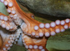 Giant Pacific Octopus (Octopus dofleini)001