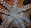 Giant Pacific Octopus (Octopus dofleini)002