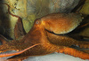 Giant Pacific Octopus (Octopus dofleini)003