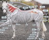 horse skeleton painted