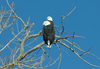 Mated pair of bald eagles