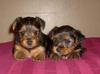 Male and Female Tea Cup Yorkie Puppies