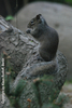 Sciurotamias davidianus, Père David´s Rock Squirrel