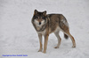 Canis lupus lupus, Scandinavian Wolf