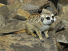 Meerkat (Suricata suricatta)001