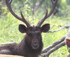Sambar Deer - Rusa unicolor