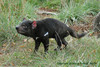 Tasmanian Devil - Sarcophilus harrisii