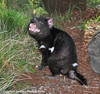 Tasmanian Devil - Sarcophilus harrisii