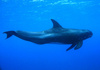 Pygmy killer whale (Feresa attenuata)