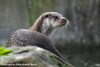 European Otter - Lutra lutra lutra