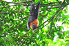 Lyle's flying fox (Pteropus lylei)