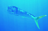 Common Dolphinfish (Coryphaena hippurus)