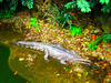 False gharial (Tomistoma schlegelii)