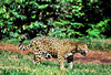 Jaguar (Panthera onca)