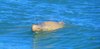 Australian snubfin dolphin (Orcaella heinsohni)